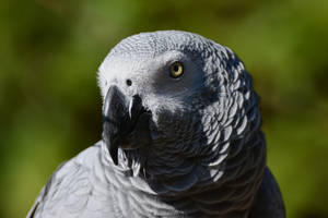 Majestic African Grey Parrot Perching Wallpaper