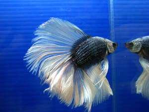 Majestic Betta Fish Showcasing Its Colorful Fins Wallpaper