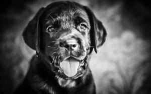 Majestic Black And White Dog Posing For The Camera Wallpaper