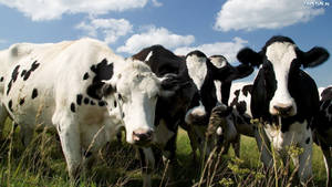 Majestic Black And White Farm Cattle Grazing Peacefully Wallpaper