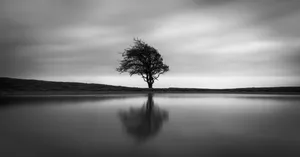 Majestic Black And White Tree Wallpaper