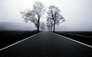 Majestic Black And White Tree Wallpaper