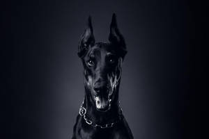 Majestic Black Doberman Pinscher In High Definition Wallpaper