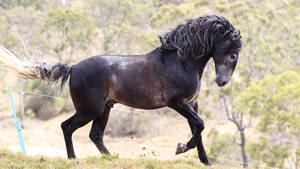 Majestic Black Horse Galloping In Open Field Wallpaper