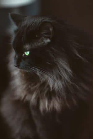 Majestic Black Norwegian Forest Cat With Striking Green Eyes Wallpaper