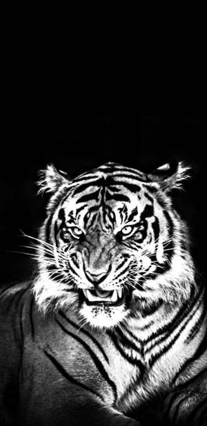 Majestic Black Tiger - The Epitome Of Wild Beauty Wallpaper
