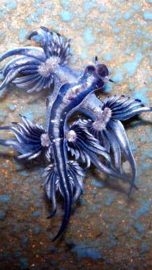 Majestic Blue Dragon Wallpaper