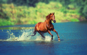 Majestic Brown Horse Galloping Through Water Wallpaper