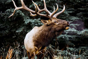 Majestic_ Bull_ Elk_in_ Natural_ Habitat.jpg Wallpaper