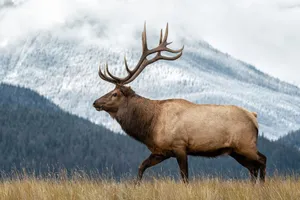 Majestic Bull Elk Mountain Backdrop.jpg Wallpaper
