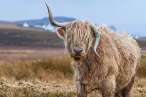 Majestic Bull In Midst Of Jallikattu Event Wallpaper