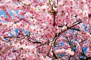 Majestic Cherry Blossoms Radiating Pink Glory Wallpaper