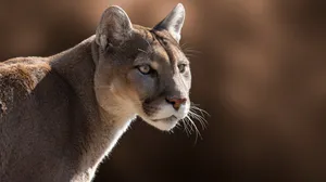 Majestic Cougar In Mountain Landscape Wallpaper