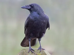 Majestic Crow In Natural Habitat Wallpaper