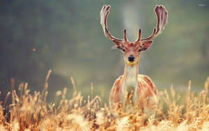 Majestic Deer In A Field Wallpaper