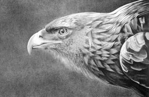 Majestic Eagle In Detailed Pencil Art Drawing Wallpaper