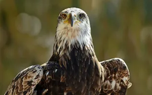 Majestic Eagle Look Wallpaper