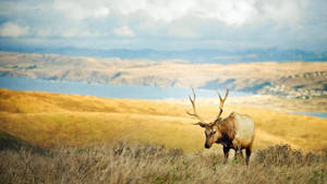 Majestic Elk In The Wild Wallpaper