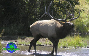 Majestic Elk In The Wild Nature Wallpaper