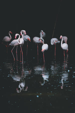 Majestic Flamingo Group Wallpaper