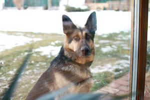 Majestic German Shepherd In Natural Setting Wallpaper