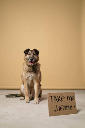 Majestic German Shepherd Standing Tall Wallpaper