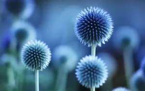Majestic Globe Thistles Displaying Vibrant Blue Blooms Wallpaper