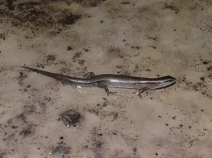 Majestic Ground Skink On Natural Habitat Wallpaper