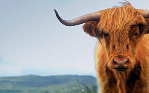 Majestic Highland Cattle In The Scottish Countryside Wallpaper