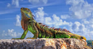 Majestic Iguana Sunbathing Wallpaper