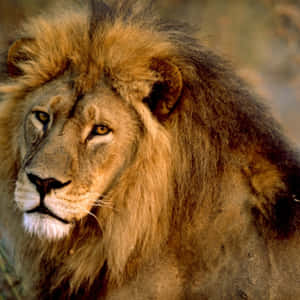 Majestic King Of The Jungle - Asiatic Lion Wallpaper