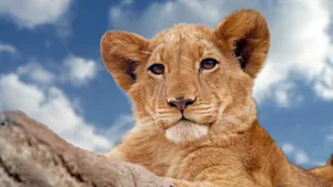 Majestic Lion Cub Captured In 4k Ultra Hd Wallpaper