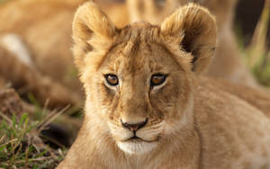 Majestic Lion Cub Portrait Wallpaper
