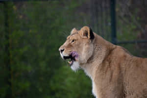 Majestic Lioness Behind Bars Wallpaper