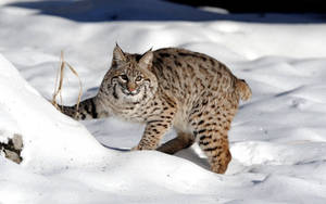Majestic Lynx Strolling Through A Snow Forest Wallpaper