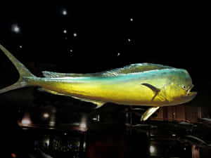 Majestic Mahi Mahi Exhibit Wallpaper