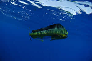 Majestic Mahi Mahi Underwater Wallpaper