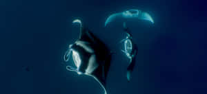 Majestic Manta Ray In Tropical Ocean Waters Wallpaper