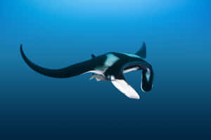 Majestic Manta Ray Swimming Blue Ocean Wallpaper