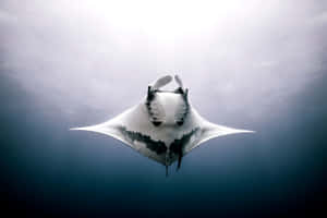 Majestic Manta Ray Underwater Wallpaper