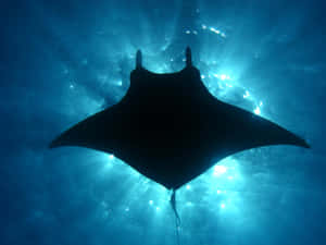 Majestic Manta Ray Underwater Silhouette Wallpaper