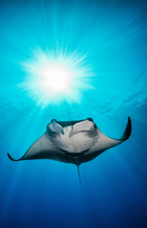 Majestic Manta Ray Underwater Sunburst Wallpaper