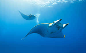 Majestic Manta Rays Underwater Wallpaper