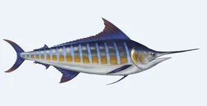 Majestic Marlin Leaping Out Of Turquoise Ocean Wallpaper