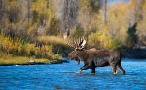 Majestic Moose Crossing River Wallpaper
