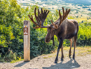 Majestic Moose Near Trail Sign Wallpaper
