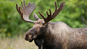 Majestic Moose Profile Wallpaper