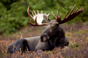 Majestic Moose Restingin Wilderness.jpg Wallpaper