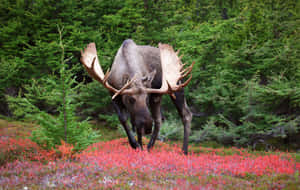 Majestic Moosein Autumn Forest Wallpaper