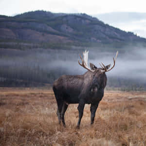 Majestic Moosein Misty Meadow Wallpaper